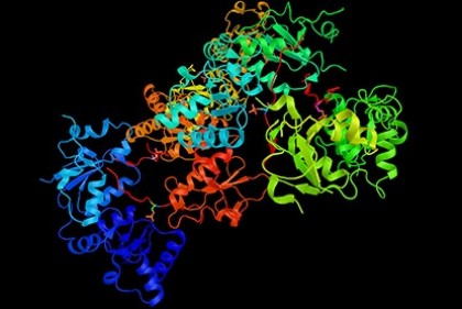 Nella foto dell’agenzia Shuttersock, una ricostruzione in 3D della proteina BRCA1, codificata dall’omonimo gene