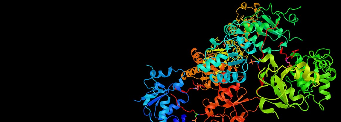 Auf dem Bild der Agentur Shutterstock eine 3D-Rekonstruktion des Proteins BRCA1, vom gleichnamigen Gen codiert