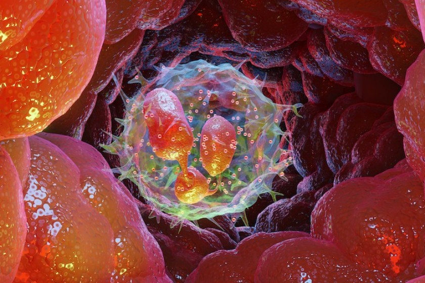 Ricostruzione al computer dei granulociti neutrofili, le cellule del sistema immunitario che, in alcuni casi, favoriscono la crescita del tumore della prostata, invece di bloccarla (foto Shutterstock)