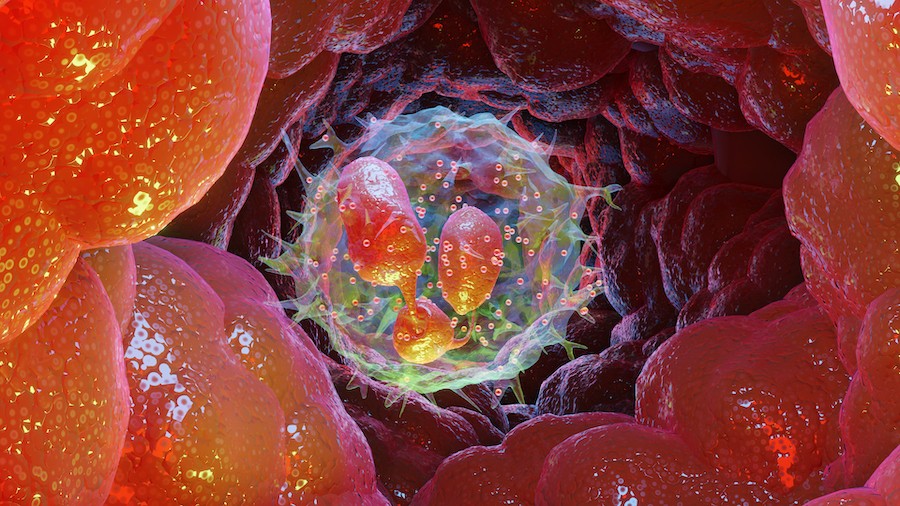 Ricostruzione al computer dei granulociti neutrofili, le cellule del sistema immunitario che, in alcuni casi, favoriscono la crescita del tumore della prostata, invece di bloccarla (foto Shutterstock)