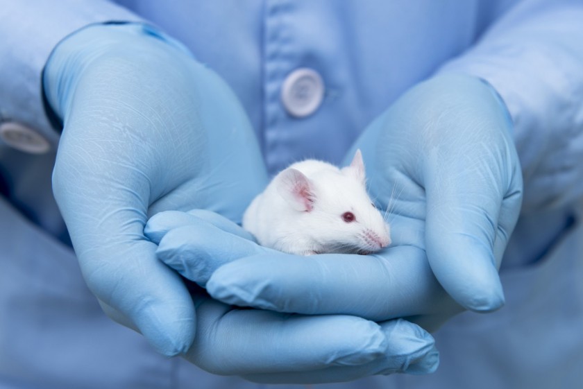 Un topo da laboratorio nelle mani di un ricercatore (foto Shutterstock)