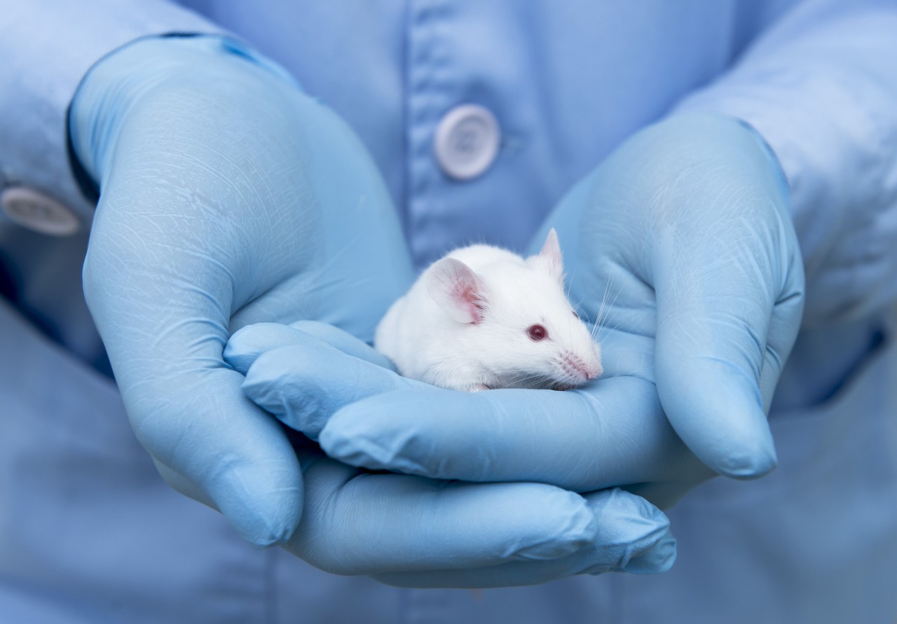 Un topo da laboratorio nelle mani di un ricercatore (foto Shutterstock)