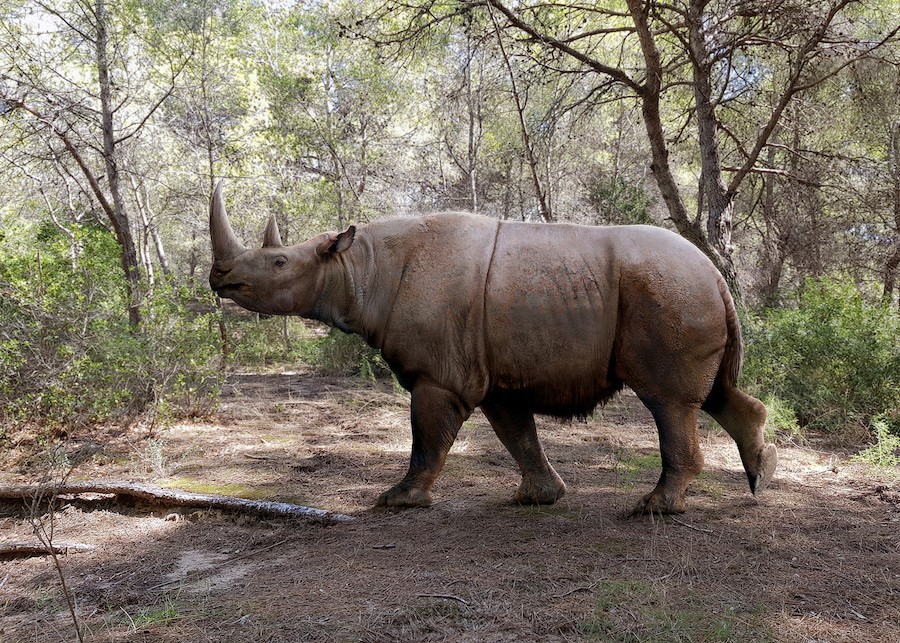Un rinoceronte di Merck (Stephanorhinus kirchbergensis). Questi animali sono vissuti130’000-71’000 anni fa, nel penultimo periodo interglaciale (disegno di Roman Uchytel). Un rinoceronte di Merck (Stephanorhinus kirchbergensis). Questi animali sono vissuti130’000-71’000 anni fa, nel penultimo periodo interglaciale (disegno di Roman Uchytel).