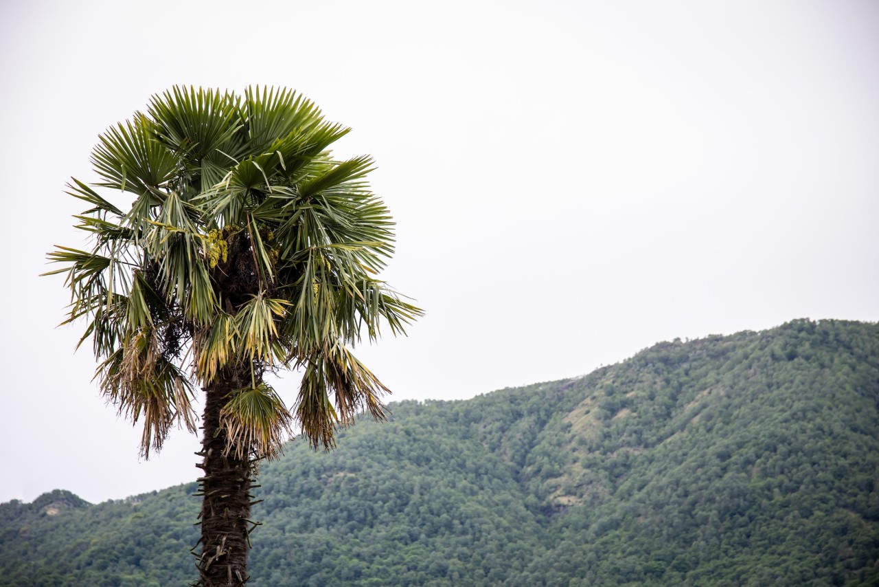 Una Palma di Fortune nei dintorni di Cadenazzo. Questa specie vegetale è originaria dell’Asia centrale, ma ormai è molto presente anche in Ticino e in altre regioni europee, ed è definita una “neofita invasiva” (foto di Chiara Micci/Garbani)